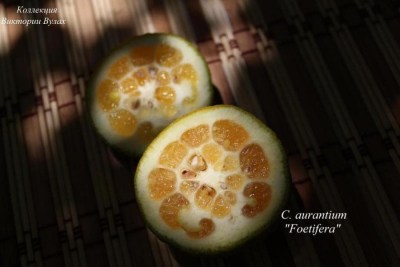 C. aurantium Foetifera
